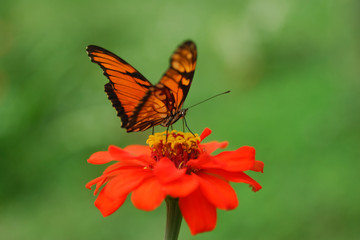 Passion butterfly - (Agrulis vanillae)