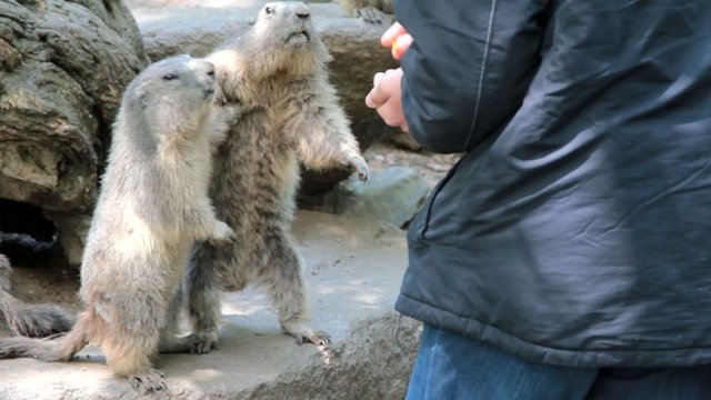 marmottes se disputant la nourriture