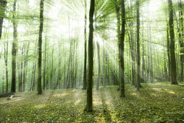 Zelfklevend Fotobehang Forest © Andrey Volokhatiuk