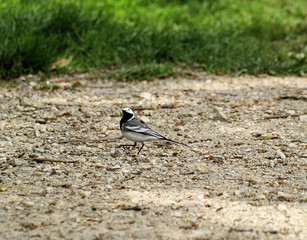 Lustiger Vogel