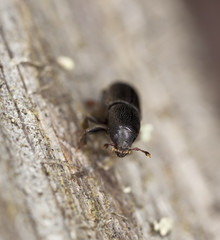 Bark beetle on wood.