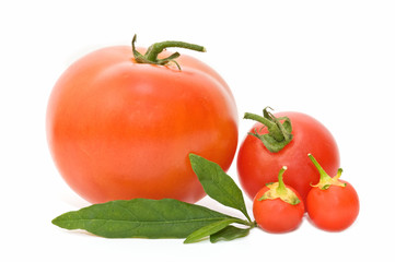 tomates frescos sobre fondo blanco