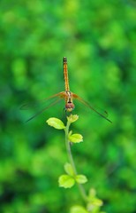 dragonfly