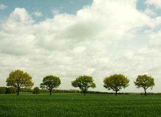 Fototapeta na wymiar five trees field and sky