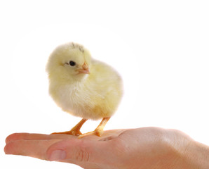 chicken on women hand