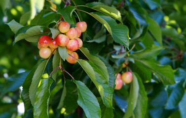 Rainier Cherries