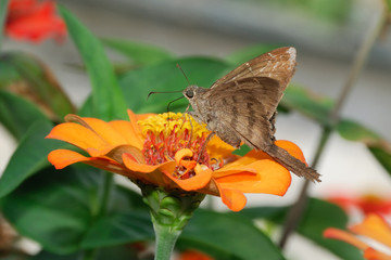 Potrillo skipper - (Cabares potrillo)