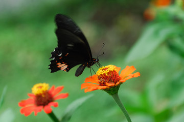 Parides iphidamas - (Iphidamas Cattleheart)
