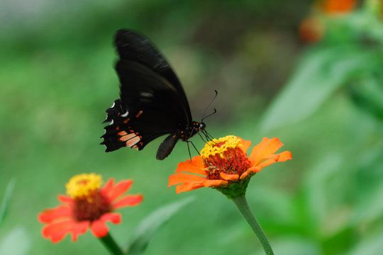 Parides iphidamas - (Iphidamas Cattleheart)