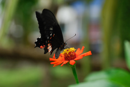 Parides iphidamas - (Iphidamas Cattleheart)