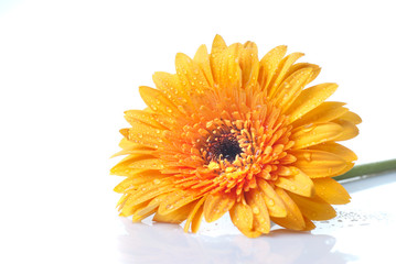 Macro of yellow daisy-gerbera head isolated on white