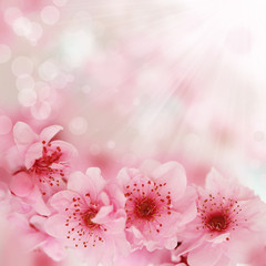 Soft spring cherry flowers background - 22915568