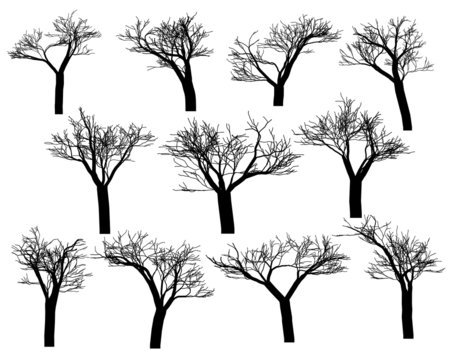 Silhouettes of trees