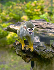 Common squirrel monkey