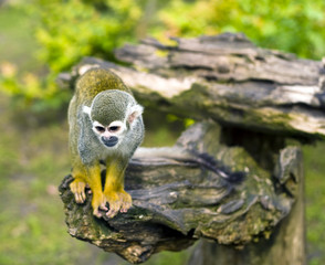 Common squirrel monkey