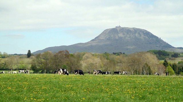 Vaches au pied du Puy-de-D&ocirc;me