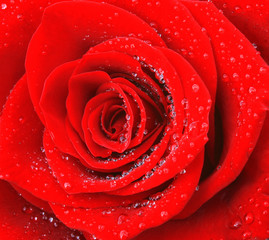 Red rose - 22916567