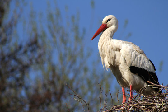 Klapperstorch