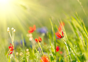 Red field flowers with green crops. Shallow DOF