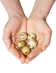 Eggs of a bird in hands