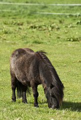 Shetland Pony 001