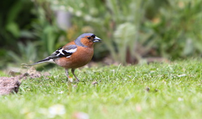 chaffinch