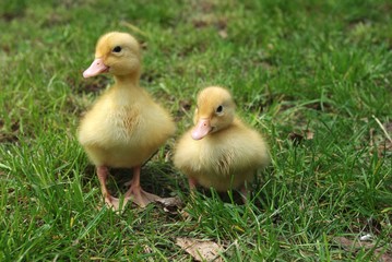 small ducks