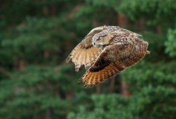 grey horned owl Bubo
