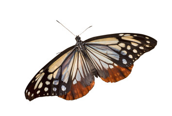 Butterfly (Danais tytia) 4