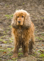 Cocker Spaniel