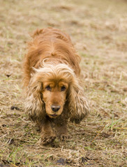 Cocker Spaniel