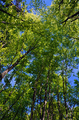 bosco visto dal basso