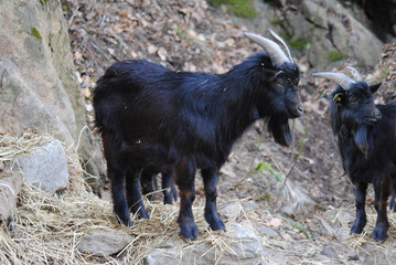 Fototapeta premium capre