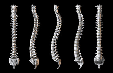 Human Spine pack