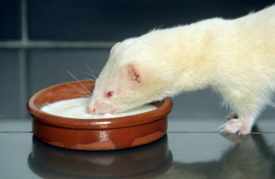 furet blanc en train de boire du lait