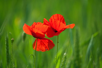 two poppies in wheat