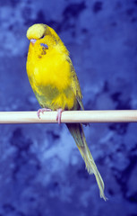 perruche ondulée jaune © CALLALLOO CANDCY