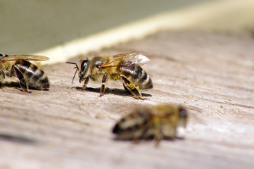 Macro of working bees near beehive
