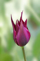 Fototapeta na wymiar Makro strzał z fioletowy tulipan