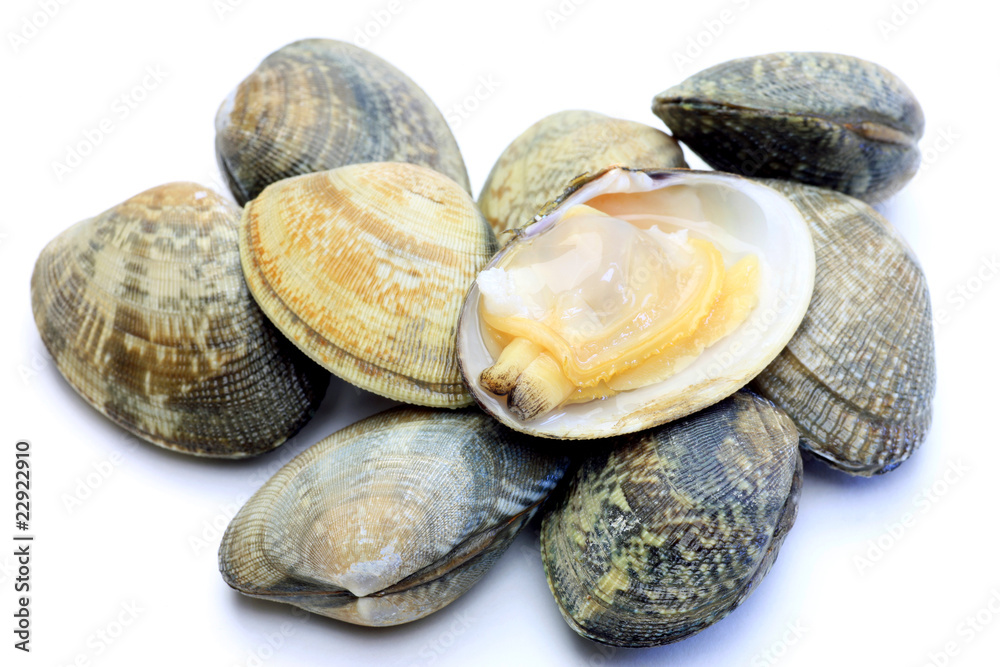 Poster short-necked clam