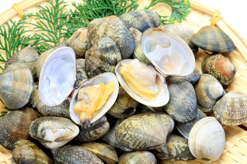 short-necked clam
