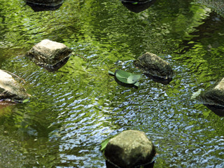 初夏の小川と笹舟