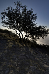 backlit oak