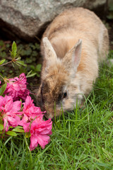 coniglio nano e Azalea Japonica