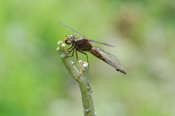 Libellula