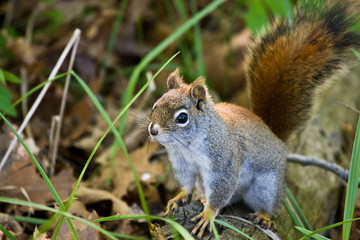 American Red Squirrel