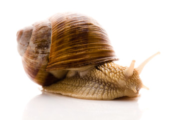 Snail