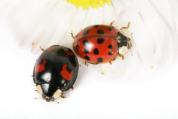 TWO LADYBIRDS ON DAISY
