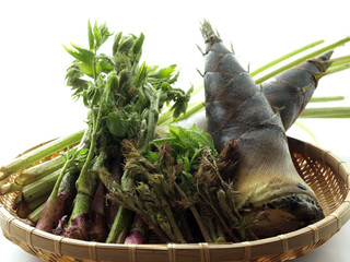 初夏の採れたて山菜盛り合わせ