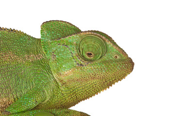 Head of chameleon